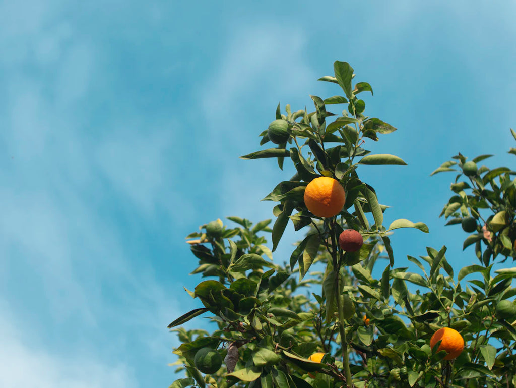 Unlocking the Power of Vitamins: A Comprehensive Guide